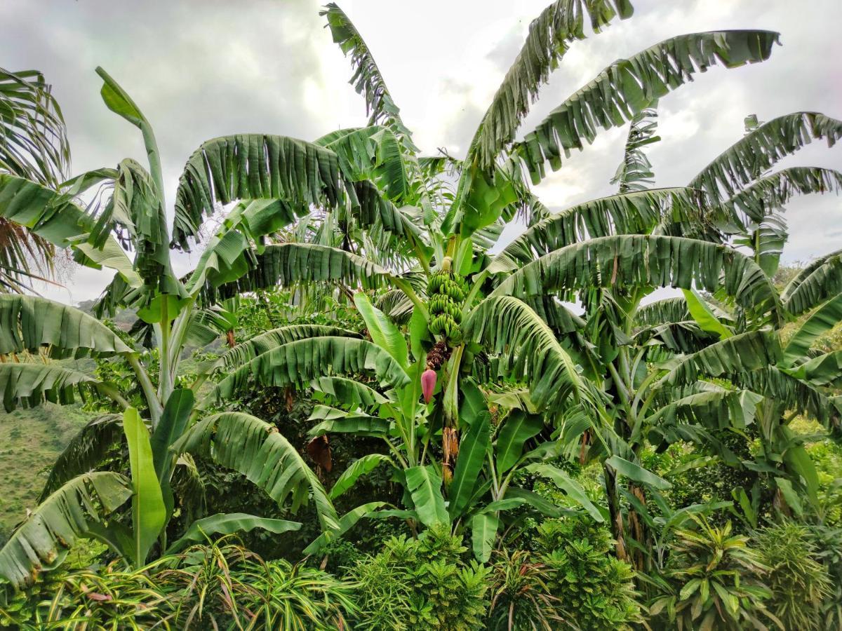 Finca Cuipo بوريتاكا المظهر الخارجي الصورة